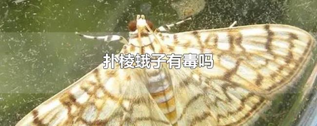 扑棱蛾子有毒吗