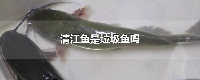 清江鱼是垃圾鱼吗 清江鱼是垃圾鱼吗