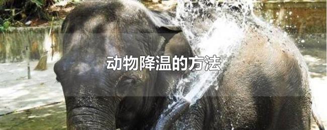 动物降温的方法