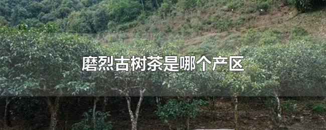 磨烈古树茶是哪个产区