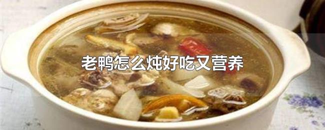 老鸭怎么炖好吃又营养