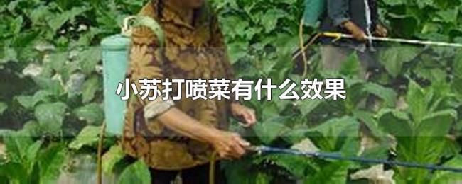 小苏打喷菜有什么效果