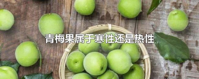 青梅果属于寒性还是热性 青梅果属于寒性还是热性