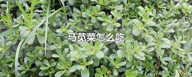 马苋菜怎么吃
