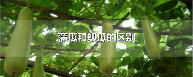 蒲瓜和瓠瓜的区别 蒲瓜和瓠瓜的区别