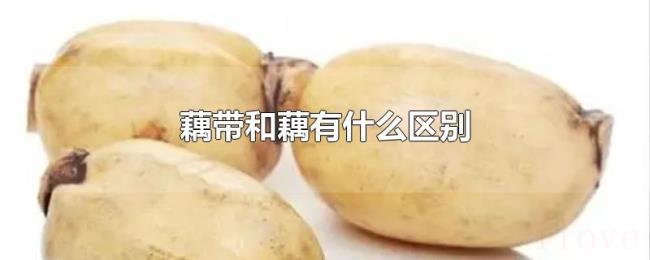 藕带和藕有什么区别 藕带和藕有什么区别