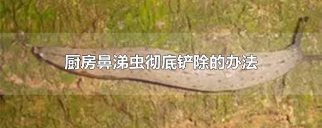 厨房鼻涕虫彻底铲除的办法