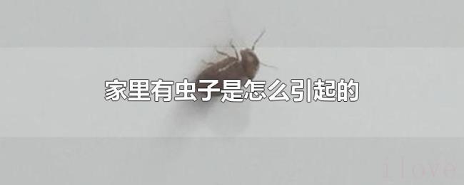 家里有虫子是怎么引起的