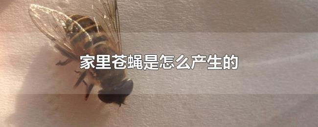 家里苍蝇是怎么产生的 家里苍蝇是怎么产生的