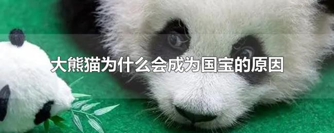 大熊猫为什么会成为国宝的原因 大熊猫为什么会成为国宝的原因