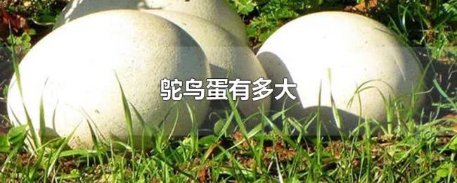 鸵鸟蛋有多大