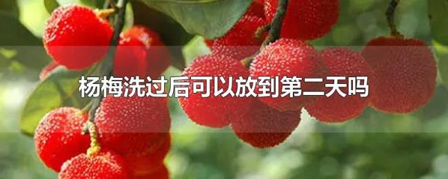 杨梅洗过后可以放到第二天吗 杨梅洗过后可以放到第二天吗