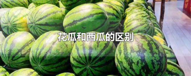 花瓜和西瓜的区别 花瓜和西瓜的区别