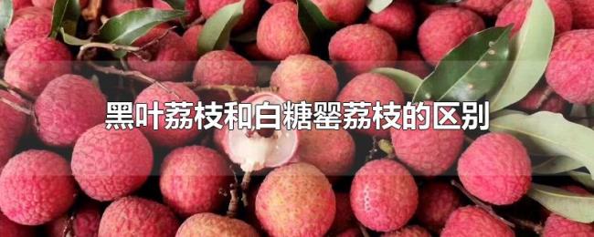 黑叶荔枝和白糖罂荔枝的区别 黑叶荔枝和白糖罂荔枝的区别