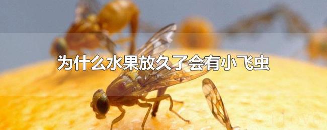 为什么水果放久了会有小飞虫