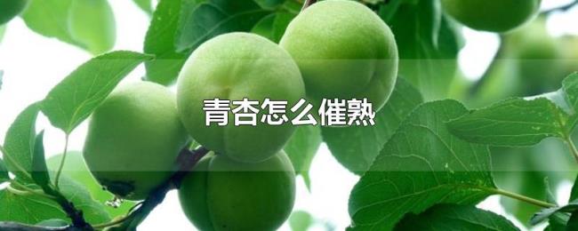 青杏怎么催熟 青杏怎么催熟