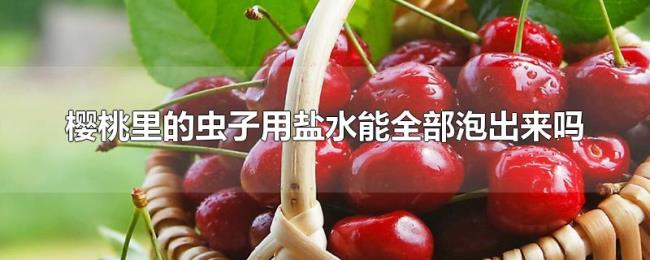 樱桃里的虫子用盐水能全部泡出来吗