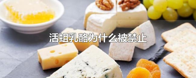 活蛆乳酪为什么被禁止 活蛆乳酪为什么被禁止