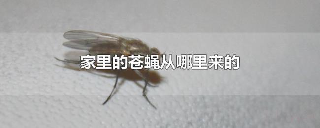 家里的苍蝇从哪里来的 家里的苍蝇从哪里来的