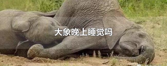 大象晚上睡觉吗 大象晚上睡觉吗