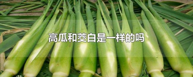 高瓜和茭白是一样的吗