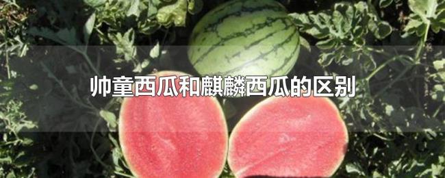 帅童西瓜和麒麟西瓜的区别 帅童西瓜和麒麟西瓜的区别