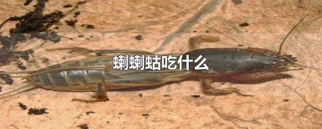 蝲蝲蛄吃什么 蝲蝲蛄吃什么