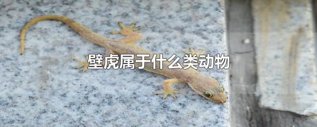 壁虎属于什么类动物
