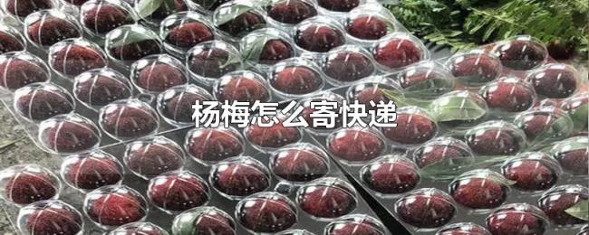 杨梅怎么寄快递 杨梅怎么寄快递