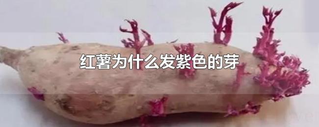 红薯为什么发紫色的芽 红薯为什么发紫色的芽