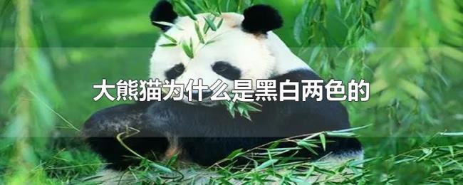 大熊猫为什么是黑白两色的 大熊猫为什么是黑白两色的