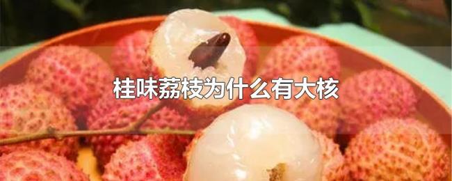 桂味荔枝为什么有大核 桂味荔枝为什么有大核