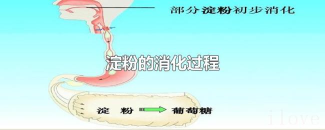 淀粉的消化过程