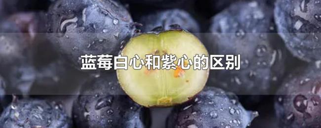 蓝莓白心和紫心的区别