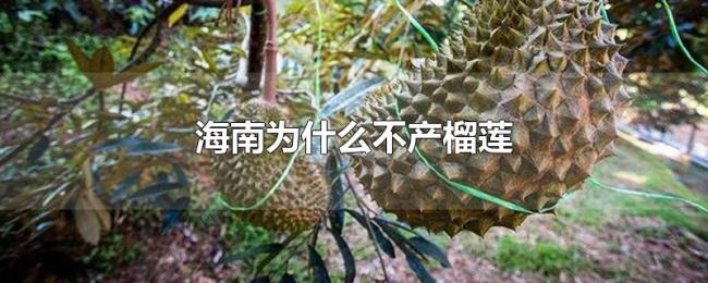海南为什么不产榴莲 海南为什么不产榴莲