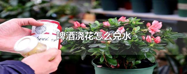 啤酒浇花怎么兑水 啤酒浇花怎么兑水