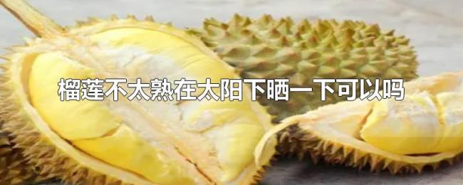 榴莲不太熟在太阳下晒一下可以吗