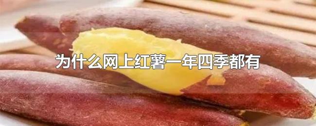 为什么网上红薯一年四季都有