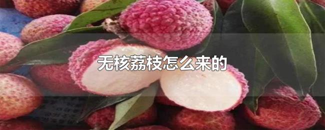 无核荔枝怎么来的 无核荔枝怎么来的
