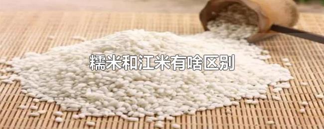 糯米和江米有啥区别 糯米和江米有啥区别