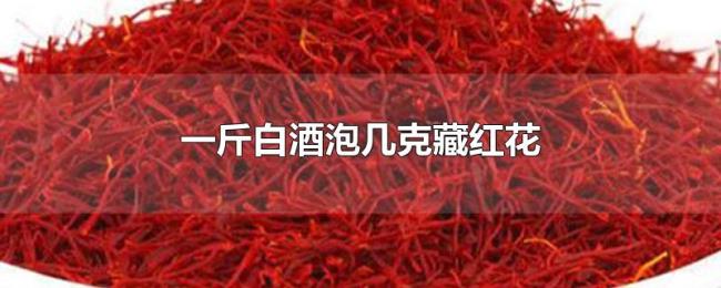 一斤白酒泡几克藏红花