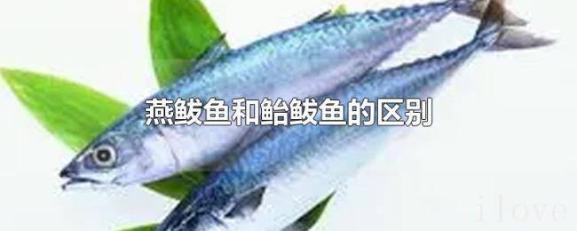 燕鲅鱼和鲐鲅鱼的区别