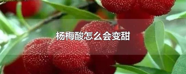 杨梅酸怎么会变甜 杨梅酸怎么会变甜