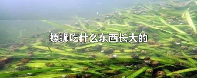 螺蛳吃什么东西长大的