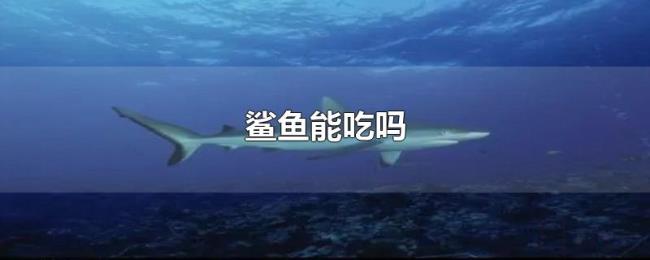 鲨鱼能吃吗