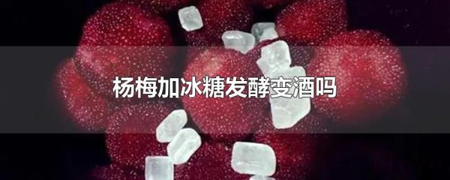 杨梅加冰糖发酵变酒吗