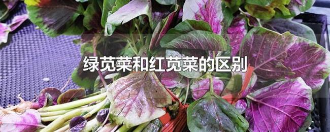 绿苋菜和红苋菜的区别 绿苋菜和红苋菜的区别