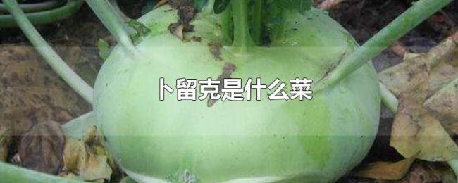 卜留克是什么菜 卜留克是什么菜