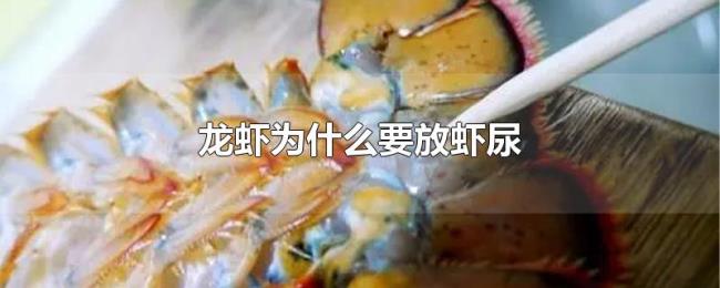 龙虾为什么要放虾尿 龙虾为什么要放虾尿