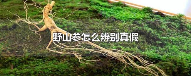 野山参怎么辨别真假 野山参怎么辨别真假